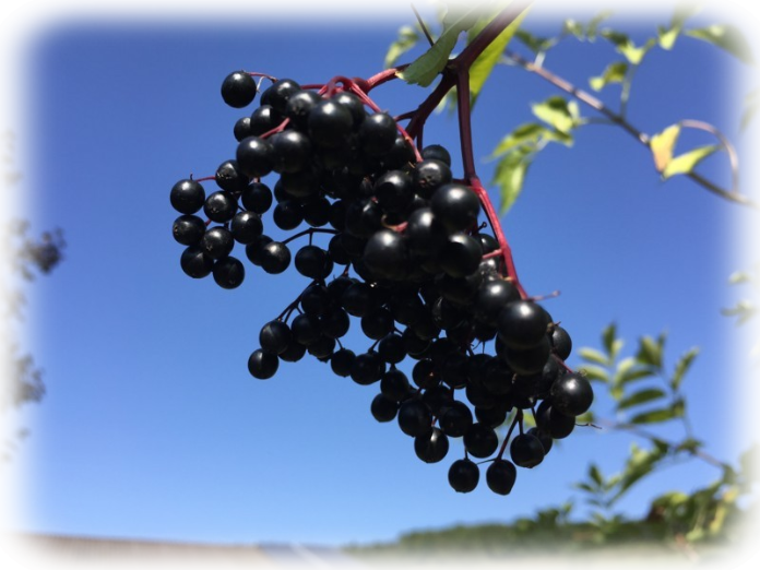 reifer-schwarzer-Holunder-black-elderberry-Sambucus-Nigra-Haschberg-August-Wohlkinger